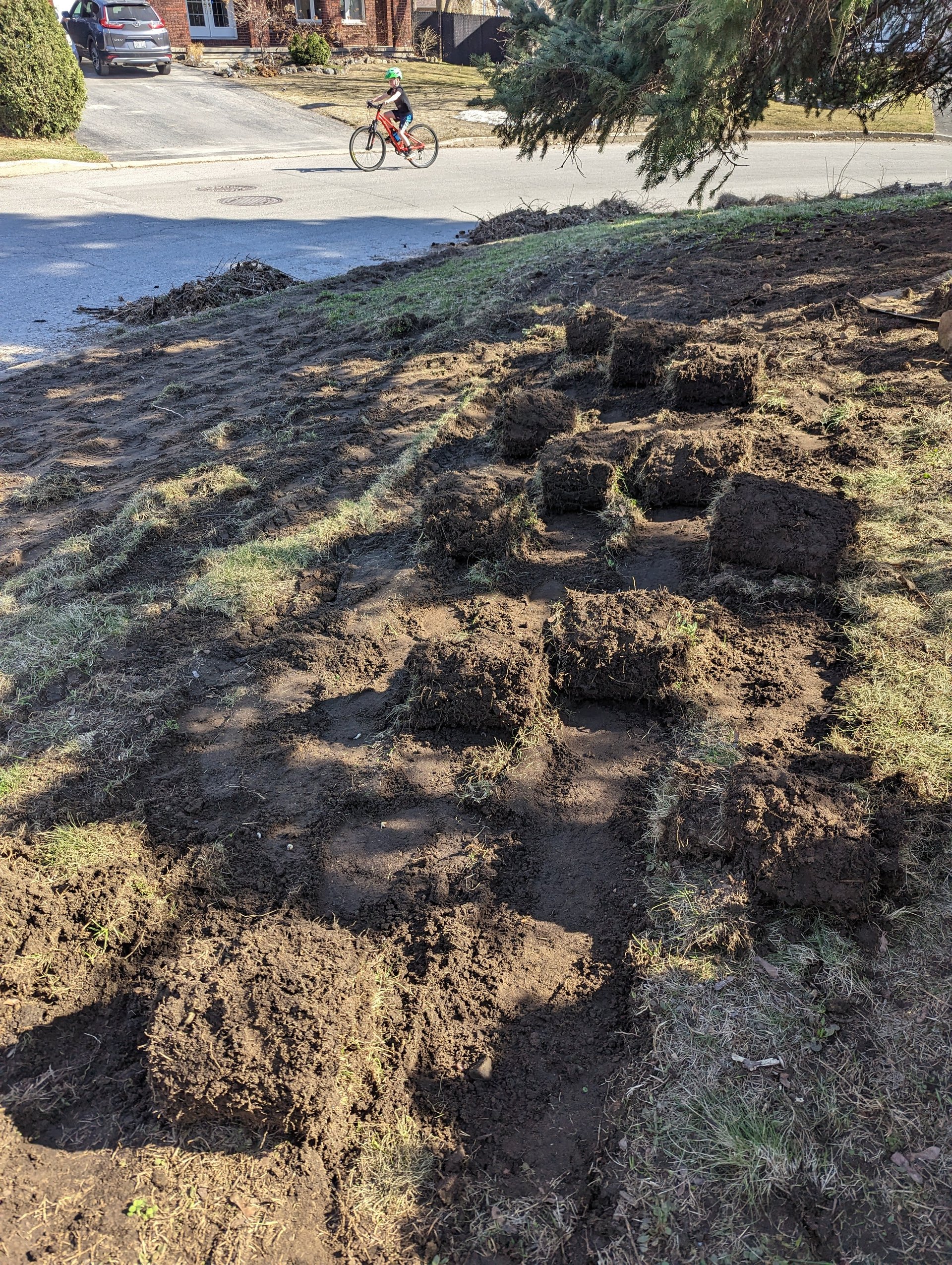 First we dug up all the grass using a rented sod-cutter