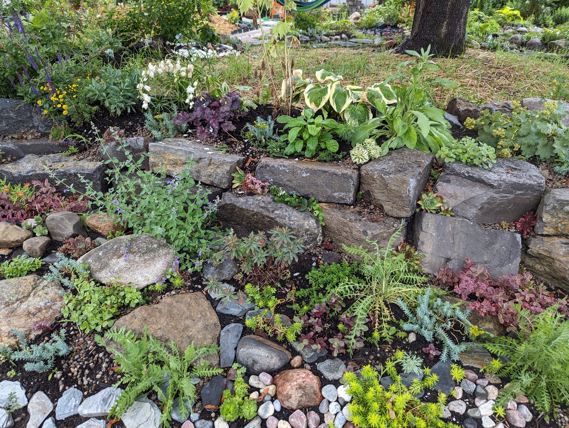 Rock garden in year one. Plants starting to fill in the gaps