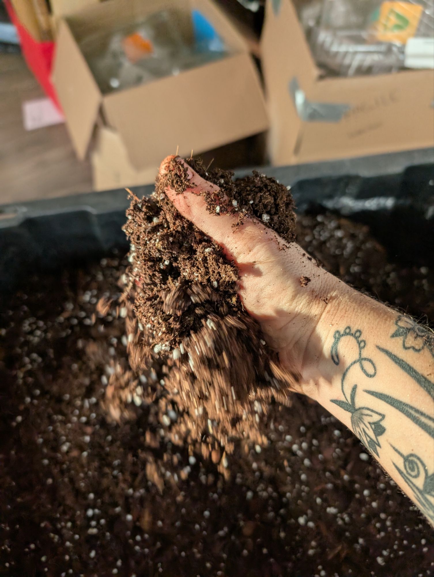 Photo - Party de plantes du Nouvel An dans le bain et ma recette ultra secrète de terreau tropical