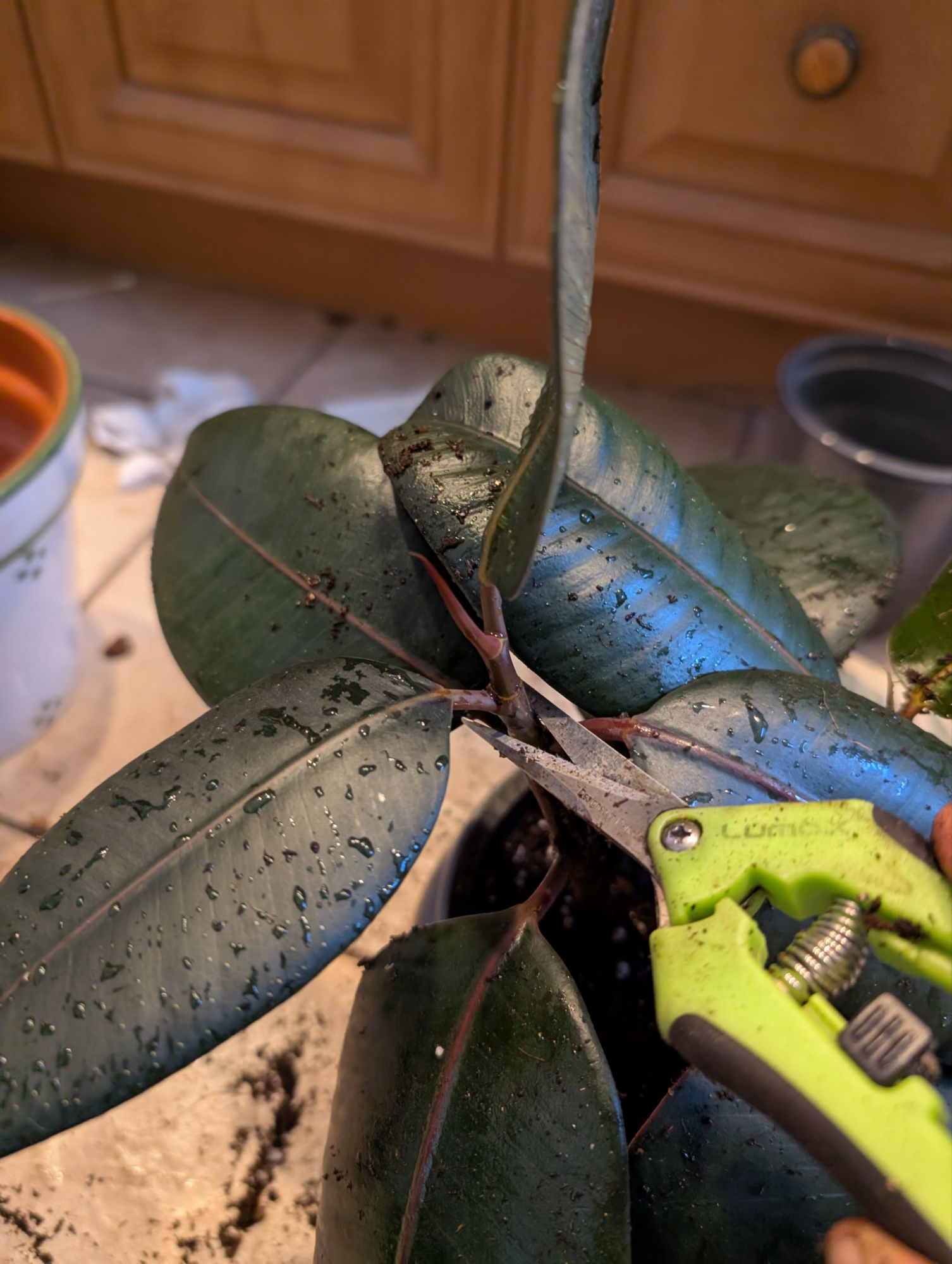 Taille des pointes de mes plantes caoutchouc pour favoriser la ramification et des tiges plus fortes