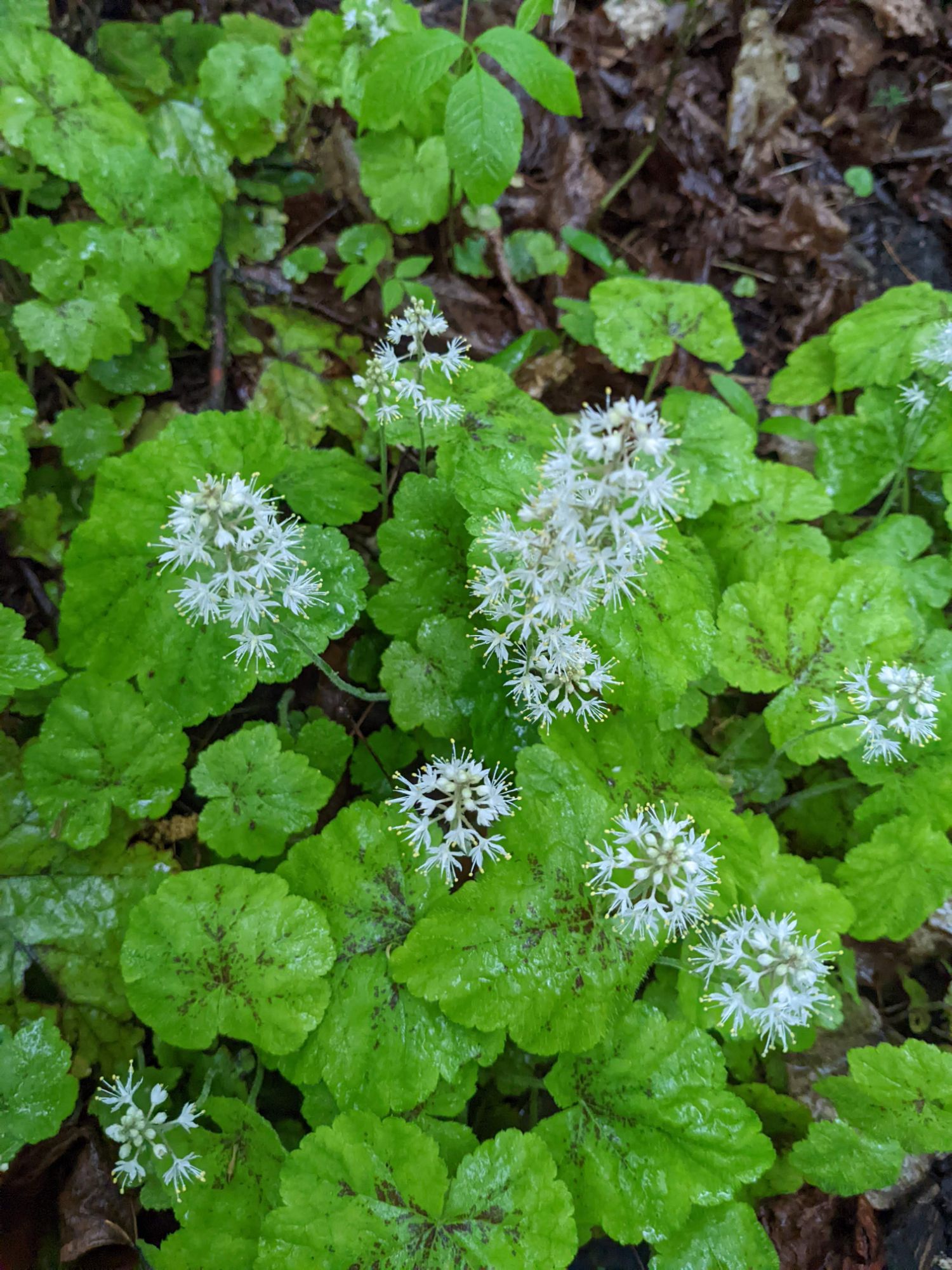 A thriving patch of Heartleaf Foamflower growing in deep shade next to a stream at our cottage