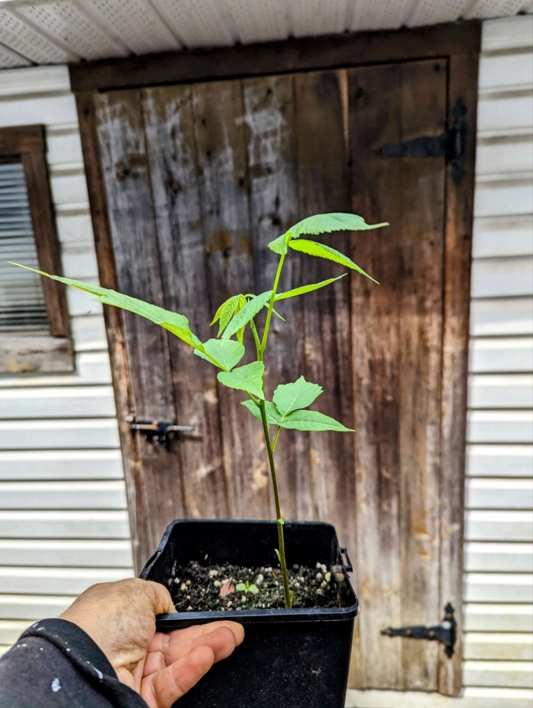 Bébé arbre cultivé à partir d'une graine