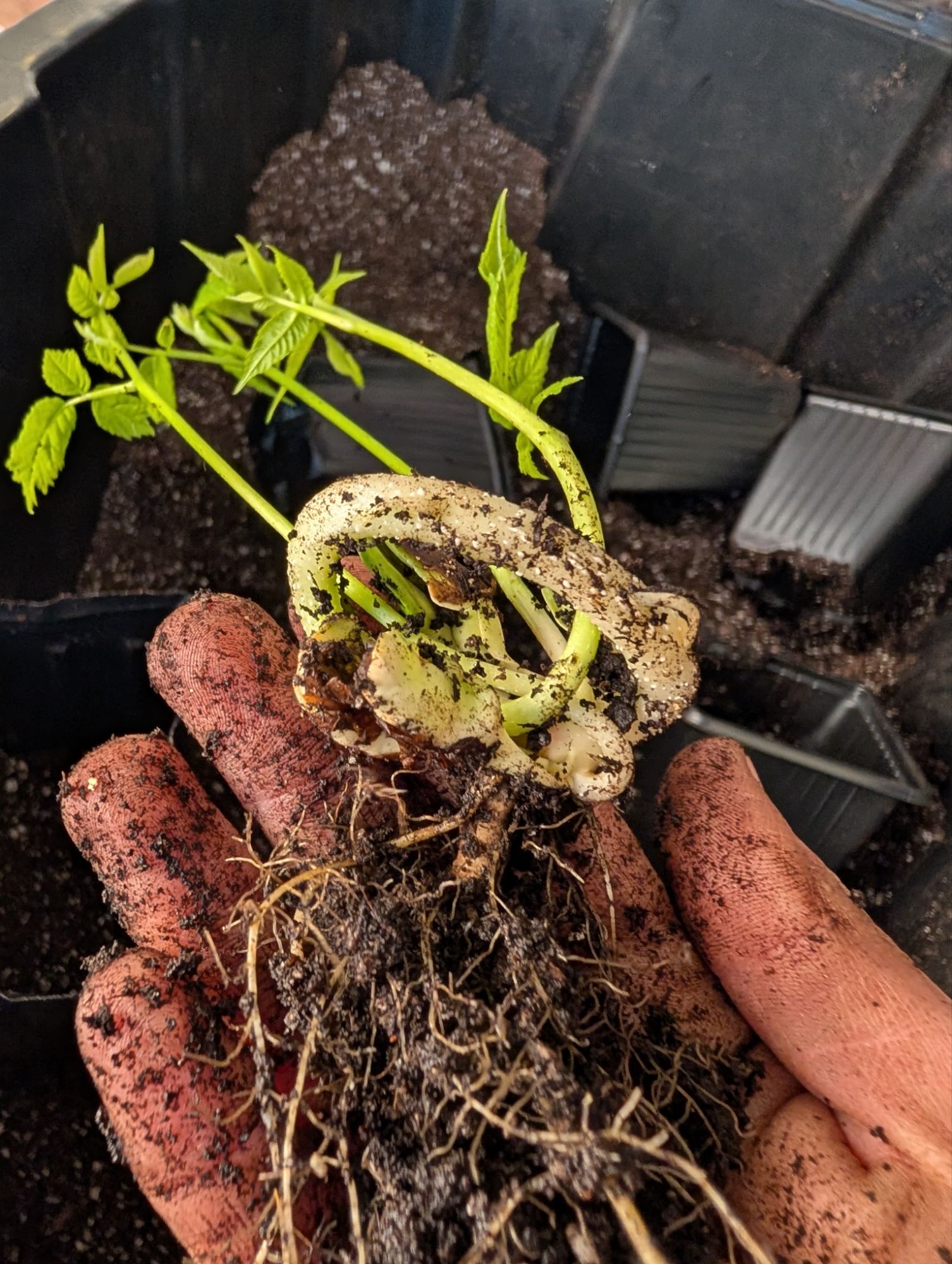 3 stems, one seed, and I think its working on a fourth sprout