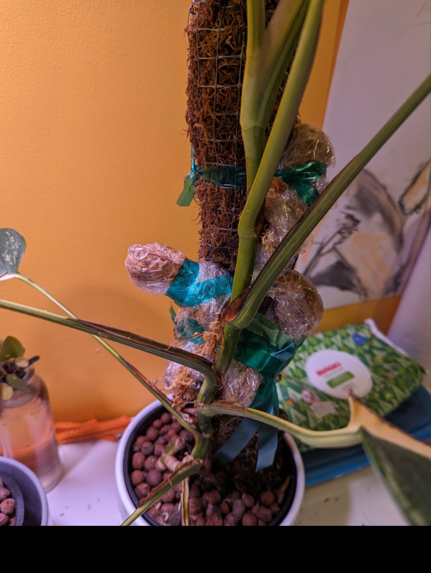 Air layering aerial roots