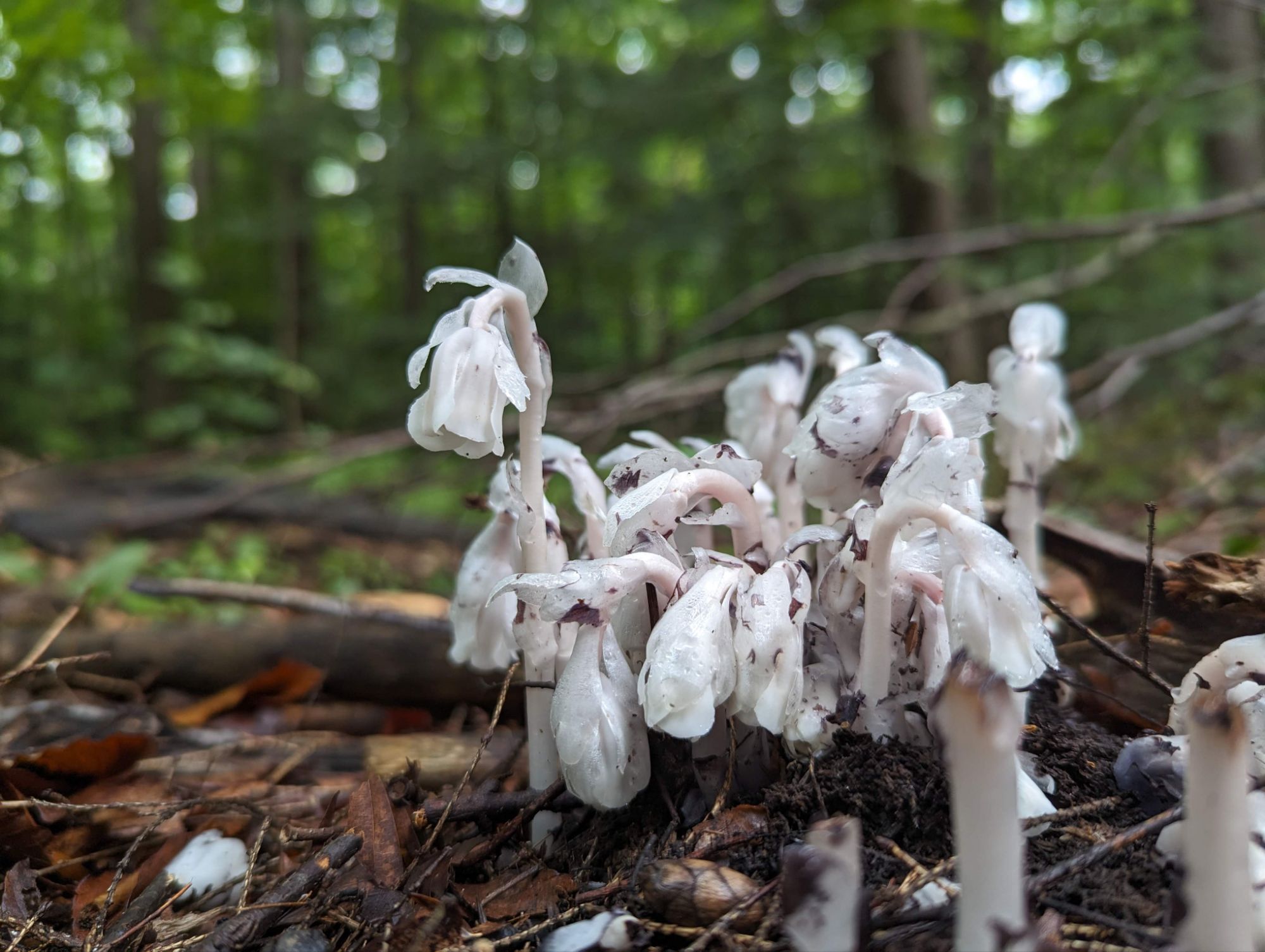 Photo - Pourquoi je fais ça? Des trucs trop personnels et de la merde personnelle qui ont mené à une micro-pépinière