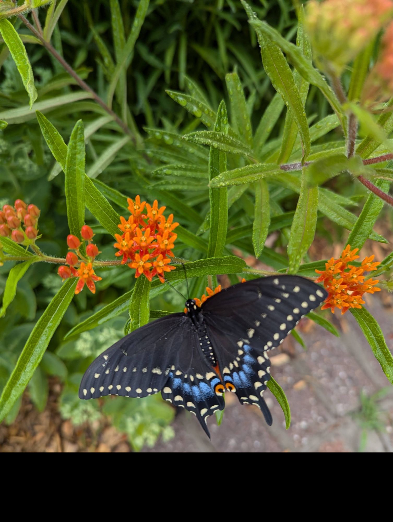 Papillon porte-queue noir visitant un jeune massif d'asclépiade tubéreuse dans mon jardin