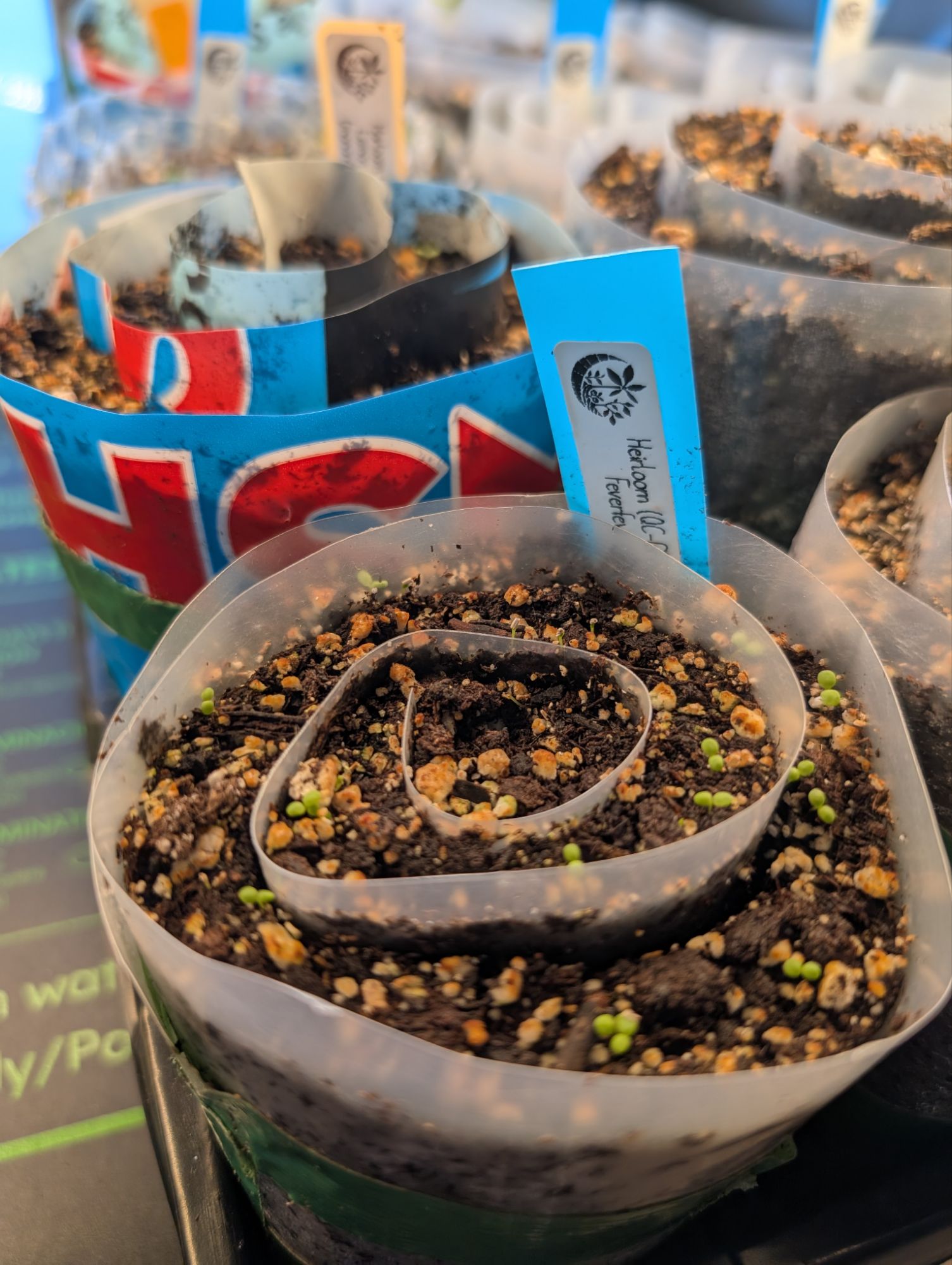 Wee baby feverfew semencelings