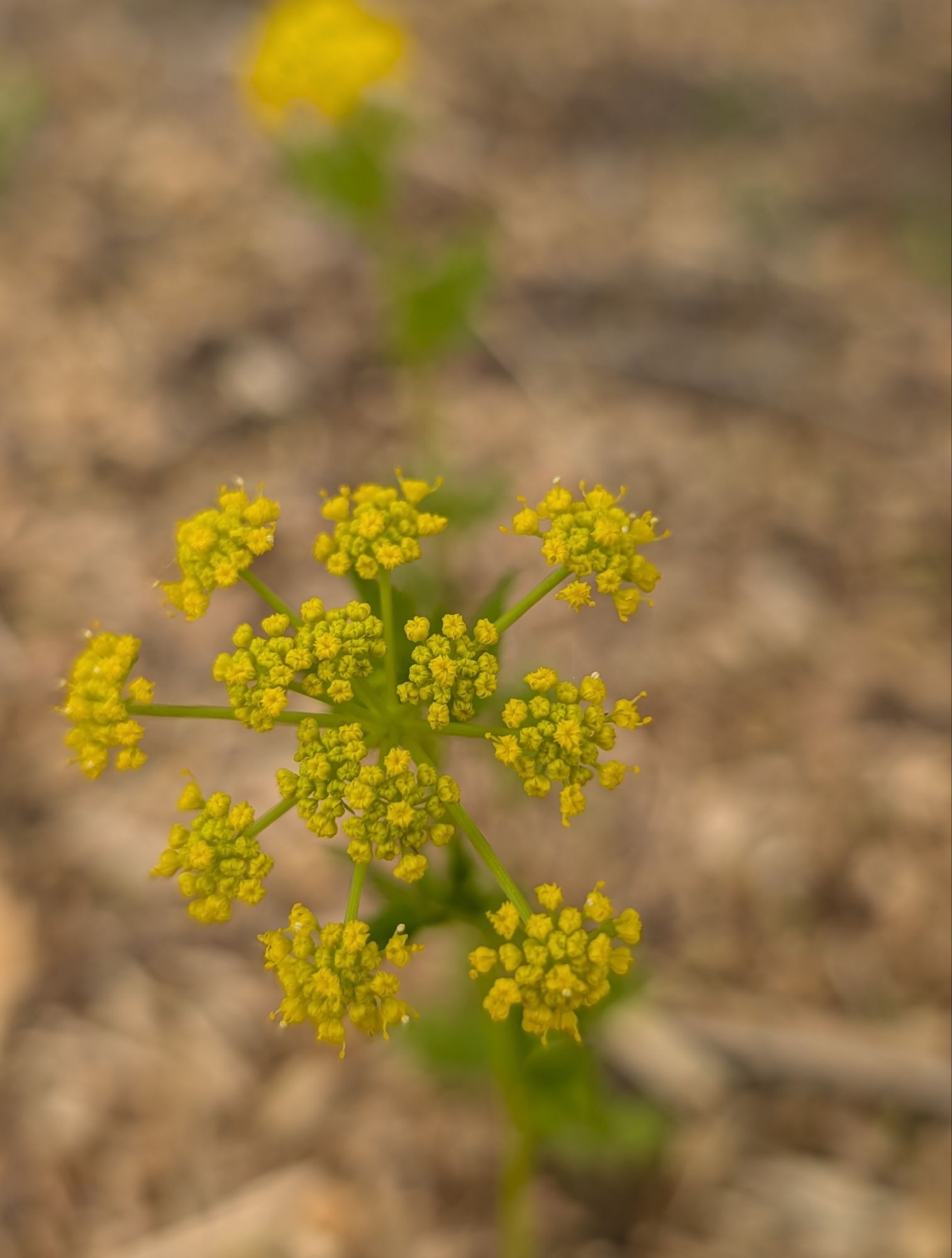 Zizia Aurea, host plante for Black Swallowtail papillon