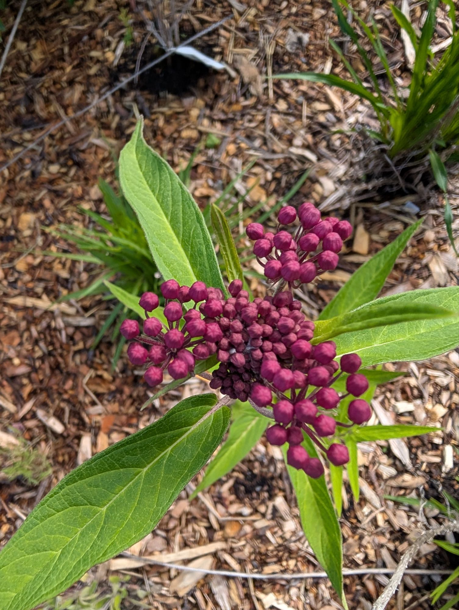 Asclépiade incarnate. PAS l'asclépiade commune envahissante crainte par les jardiniers ornementaux. Celle-ci forme une touffe et reste en place e...