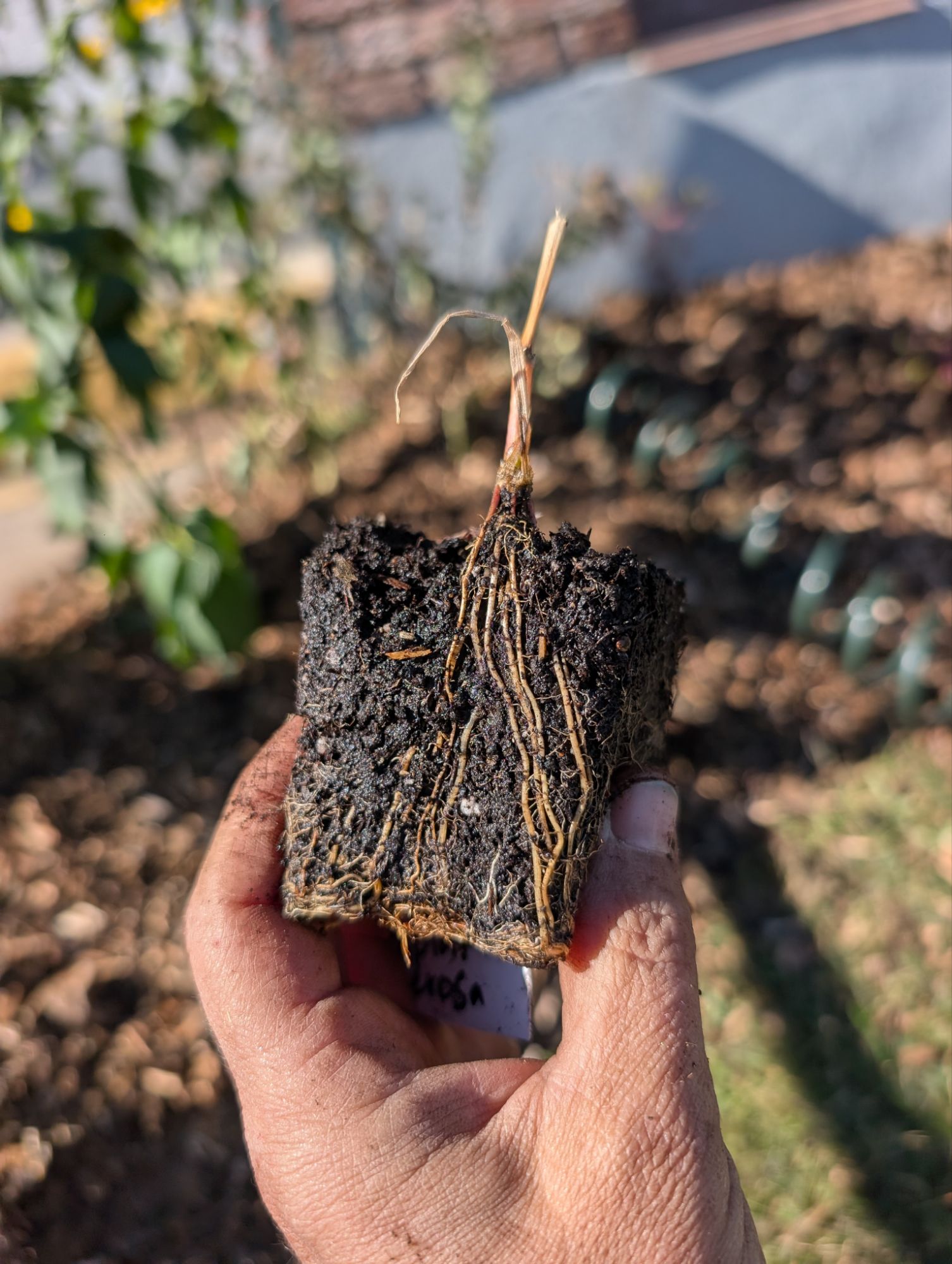 Le semis dormant d'asclépiade tubéreuse ne ressemble pas à grand-chose de plus qu'un petit bâton en surface, mais c'est un système racinaire t...