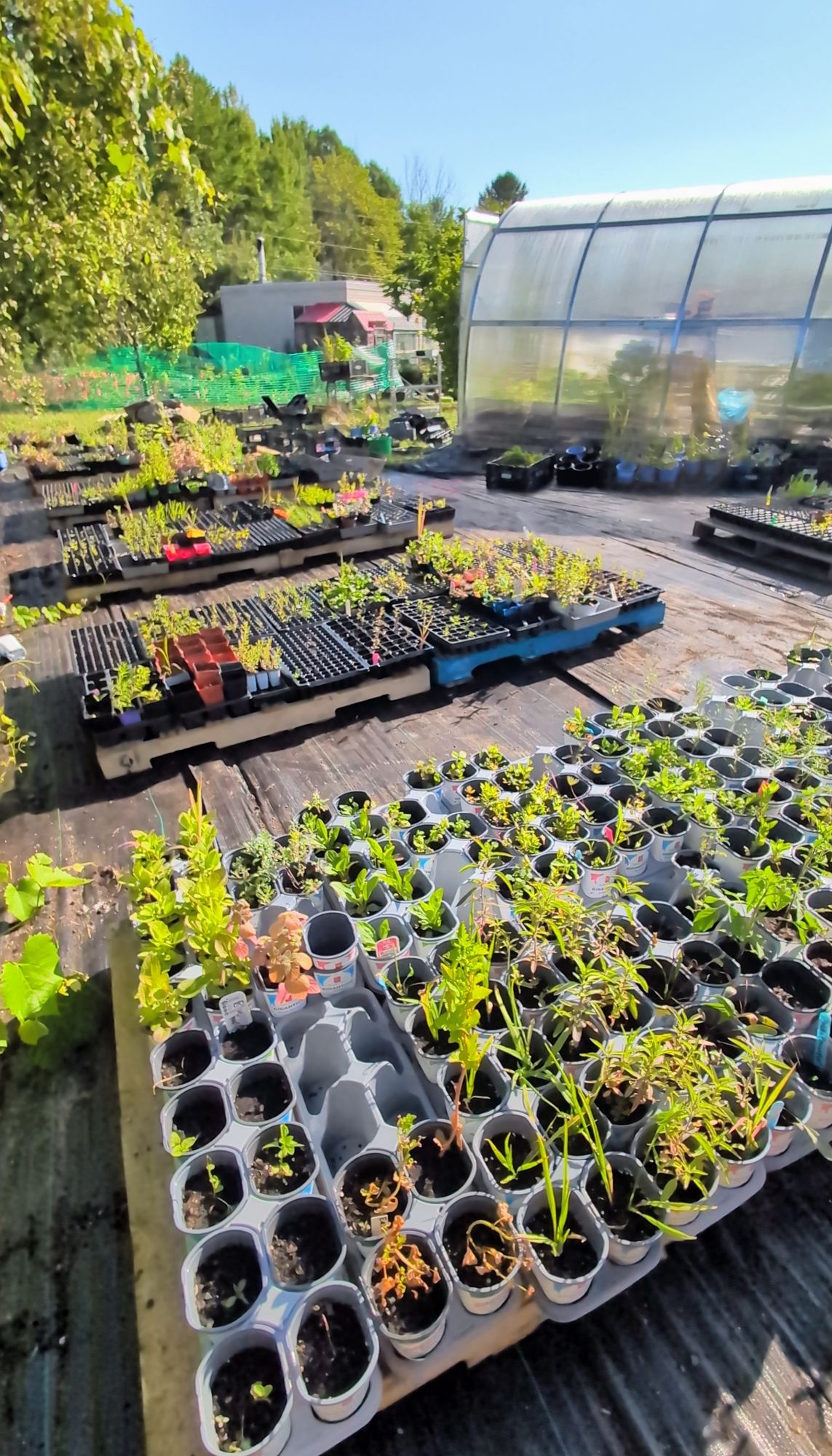 Slightly better organized,  mid-season