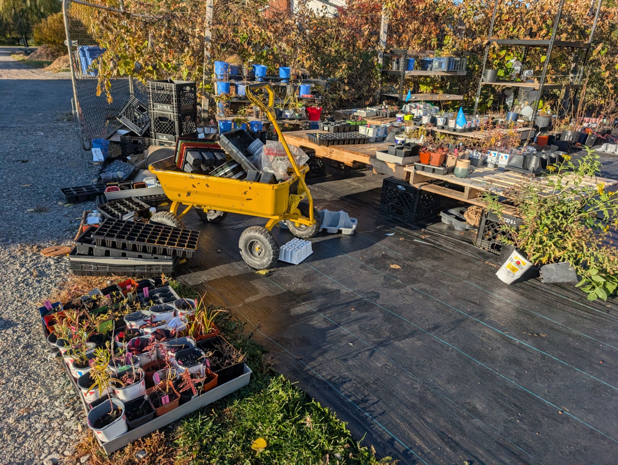 La plupart des plantes restantes de la pépinière cette année divisées pour les jardins restants