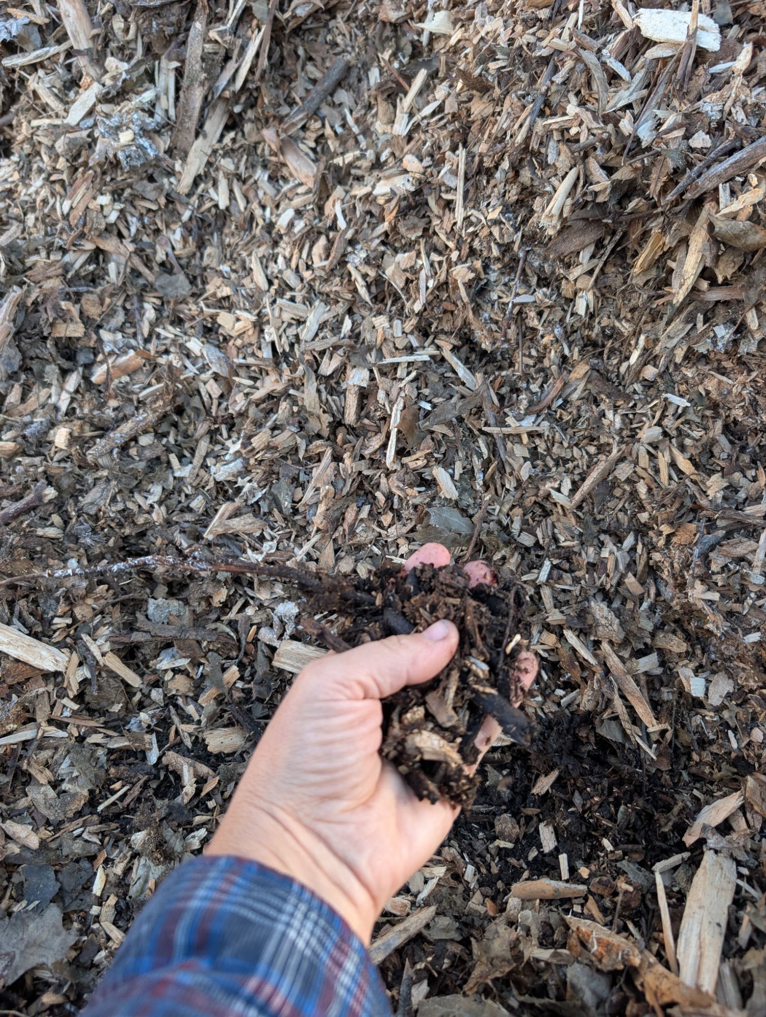 Woodchips pile beginning to decompose into moist soil ammendments